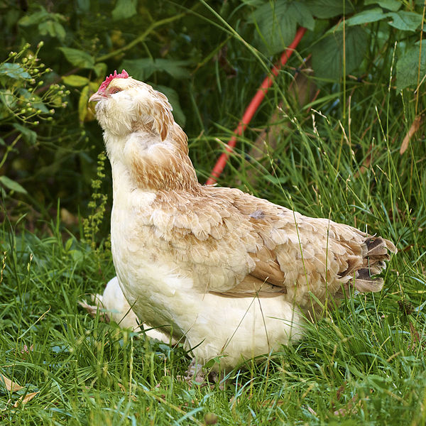 File:Gallus gallus domesticus LC0262.jpg