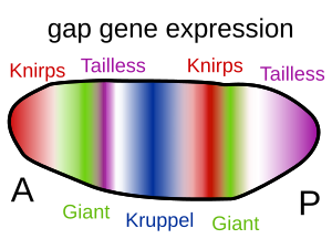 Drosophila Embryogenesis