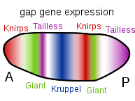Gap gene expression.svg