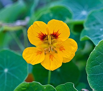 "Garden_nasturtium_(Tropaeolum_majus).jpg" by User:Julia W