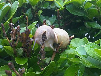An unidentified land snail from China Gastropod from China.jpg