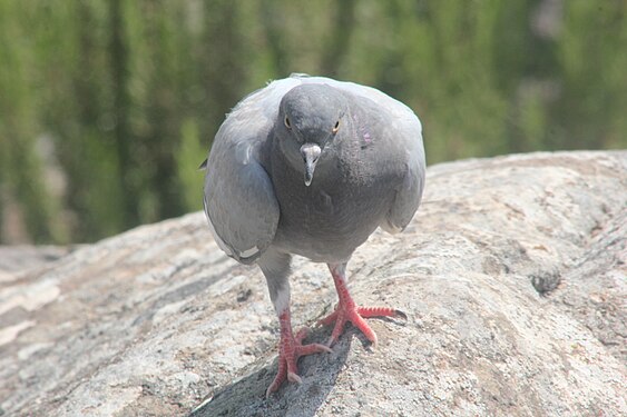 Gazing Pigeon