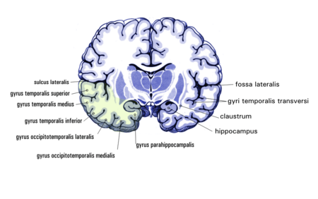 ไฟล์:Gehirn_Frontalschnitt_hippocampus.png