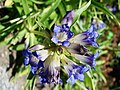 Gentiana burseri subsp. villarsii (Griseb.) Rouy