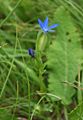 Schlauch-Enzian (Gentiana utriculosa)