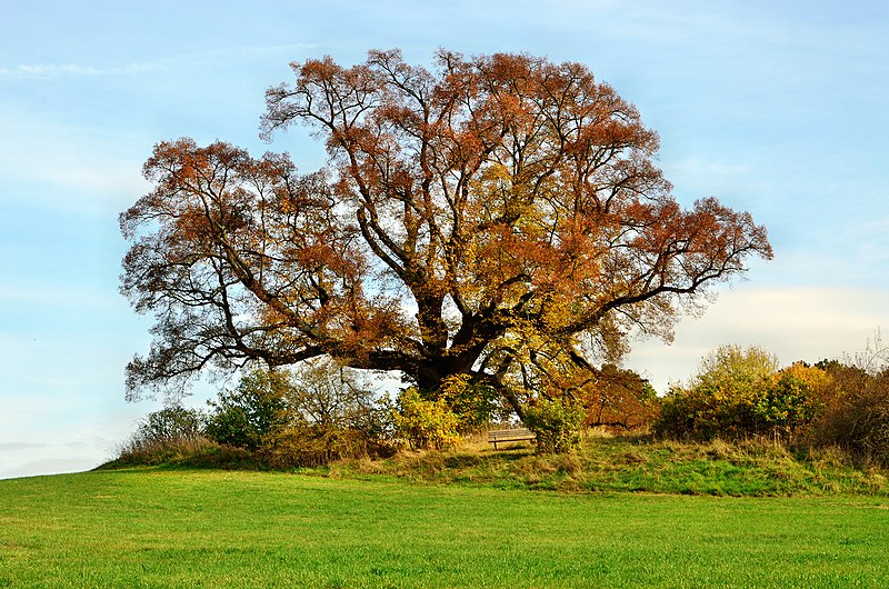 File:Gerichtslinde Amönau (3).jpg