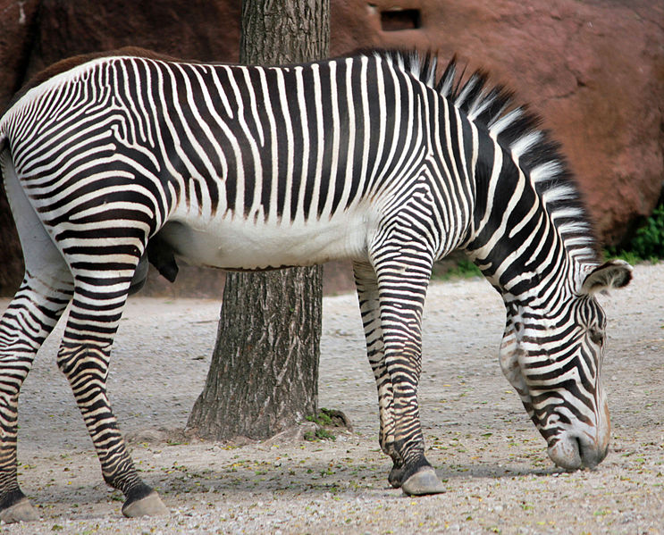 File:Gfp-grevys-zebra-2.jpg