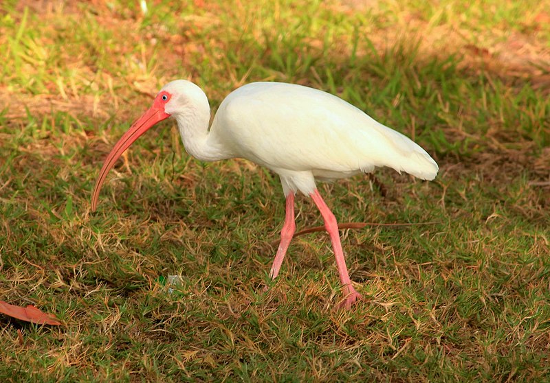 File:Gfp-white-ibis.jpg