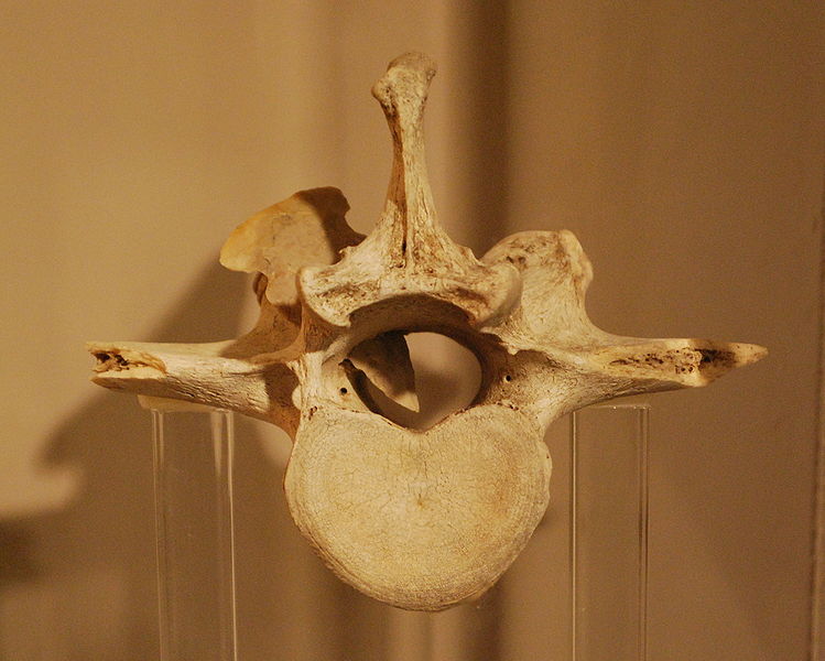 File:Giant Bison Vertebra with Atlatl Point.jpg