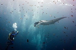 Oceanic manta ray being photographed