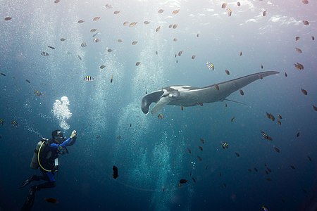 Giant oceanic manta ray, by Daniel Sasse