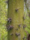 Thumbnail for File:Gleditsia triacanthos Iglicznia trójcierniowa 2023-04-23 01.jpg