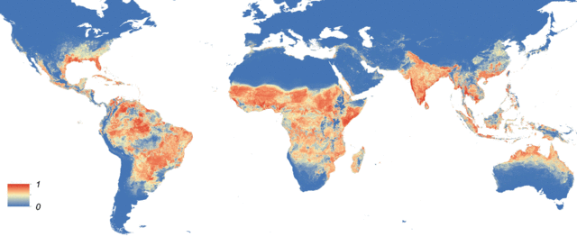 Distribución mundial de Aedes aegypti. O mapa amosa a probabilidade de ocorrencia.