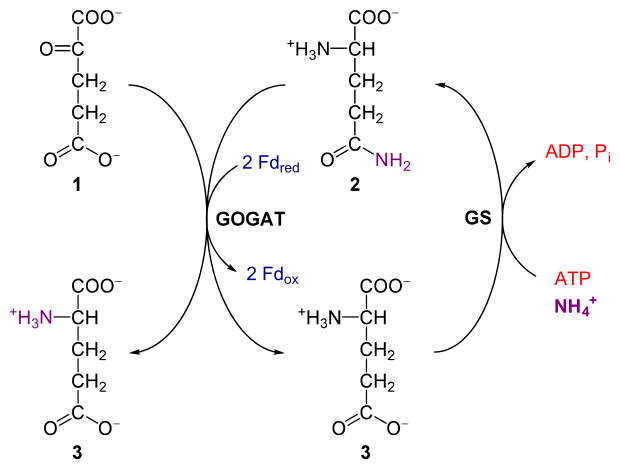 File:Glutamine oxoglutarate aminotransferase and Glutamine synthetase.svg