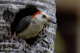 A Golden-Fronted Woodpeck in its nest cavity.