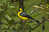 Golden-fronted Redstart - Manizales - Colombia S4E1606 (23040947906).jpg