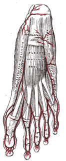 Abductor digiti minimi muscle of foot Muscle which lies along the lateral (outer) border of the foot