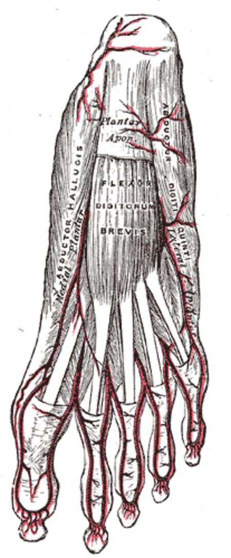 The plantar arteries. Superficial view. (Medial plantar artery visible at center left.)