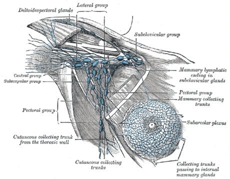 Deltopectoral lymph nodes