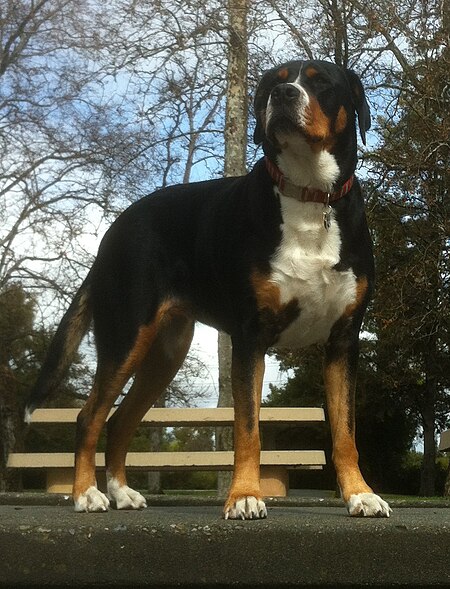 Fail:Greater_Swiss_Mountain_Dog_-_Adult_Female.jpg