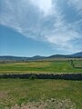 Green meadow in late spring.