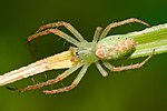 A green-bodied spider resting on a narrow leaf.