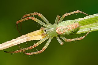 <i>Cyrtophora</i> genus of arachnids