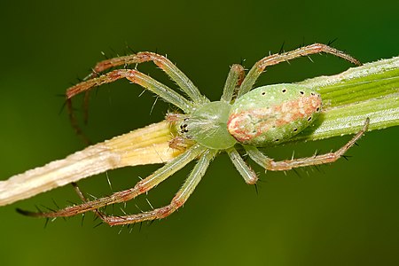 Green tent spider at Cyrtophora, by Fir0002