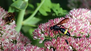 Scolia hirta unifasciata