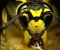 Wasp, drinking