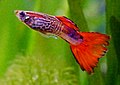 Guppy (Poecilia reticulata)