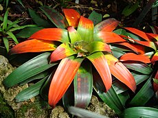 Guzmania sanguinea.JPG