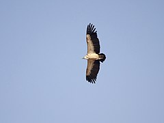 Gyps vulture in flight JEG5401.jpg