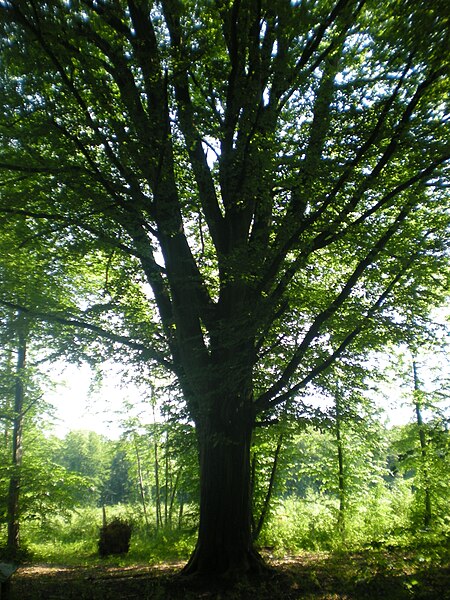 File:Hêtre croix le comte hez froidmont.JPG