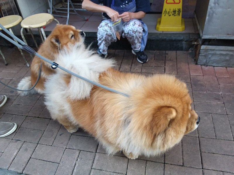 File:HK 西營盤 Sai Ying Pun 正街 Centre Street 第一街 First Street 龐物犬 pet dogs 鬆獅犬 Chow Chow 獅子狗 November 2018 SSG 01.jpg