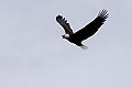 Haliaeetus leucocephalus-flight-USFWS.jpg