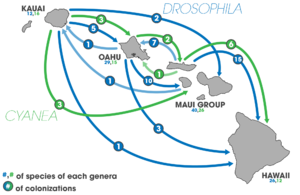 Colonization events of species from the genus Cyanea (green) and species from the genus Drosophila (blue) on the Hawaiian island chain. Islands age from left to right, (Kauai being the oldest and Hawaii being the youngest). Speciation arises peripatrically as they spatiotemporally colonize new islands along the chain. Lighter blue and green indicate colonization in the reverse direction from young-to-old.