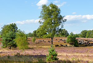 47. Platz: Christiane W.E.G. Neu! mit Typische Landschaft im Naturpark Lüneburger Heide mit blühender Heide, Birken, Wacholder, Kiefern und einer Schafherde.