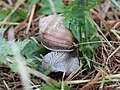 Helix pomatia Linnaeus, 1758