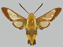 Hemaris affinis BMNHE274265 laki-laki up.jpg