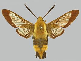 Hemaris affinis