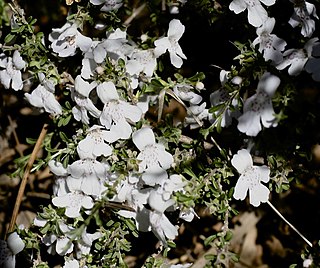 <i>Hemigenia scabra</i> Species of plant