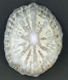 Hemitoma octoradiata (осемребрена емаргинула) (остров Сан Салвадор, Бахами) 1 (16003399198) .jpg