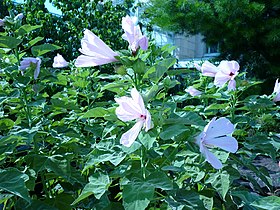 Hibiscus grandiflorus.jpg