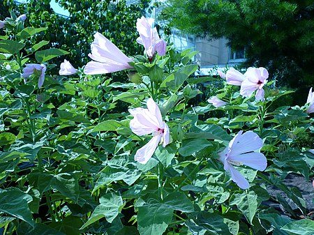 Hibiscus grandiflorus.jpg