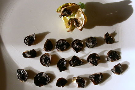 Seeds of Hippeastrum with dark phytomelan-containing coat