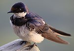 Miniatura para Hirundo albigularis