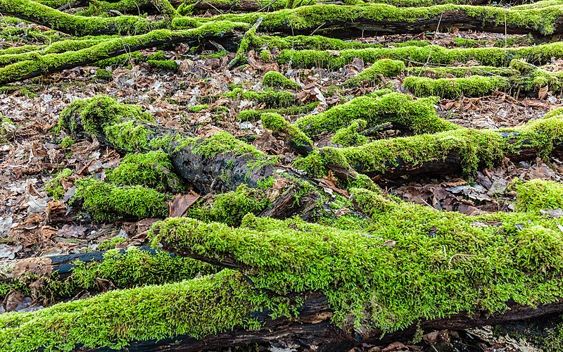 File:Hollandse Hout, natuurgebied in Flevoland. 07-02-2020. (actm.) 53.jpg