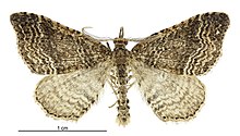 Homodotis falcata male.jpg