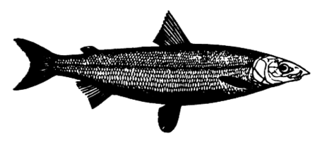 Coregonus oxyrinchus